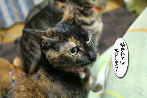 猫の日だから・・・?_d0355333_16401344.jpg
