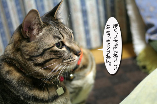 猫の日だから・・・?_d0355333_16401387.jpg