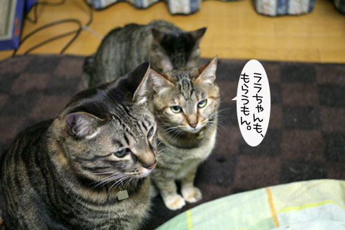 猫の日だから・・・?_d0355333_16401414.jpg