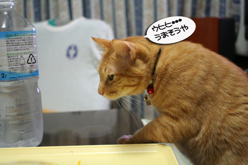 猫の日だから・・・?_d0355333_16401494.jpg