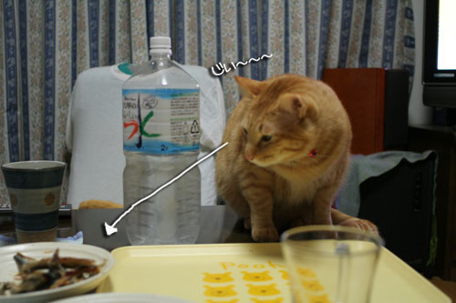 猫の日だから・・・?_d0355333_16401646.jpg