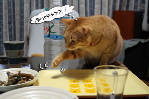 猫の日だから・・・?_d0355333_16401682.jpg