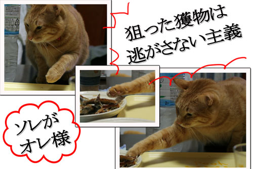 猫の日だから・・・?_d0355333_16401713.jpg