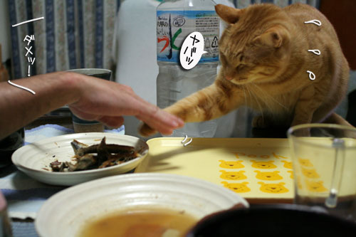 猫の日だから・・・?_d0355333_16401771.jpg