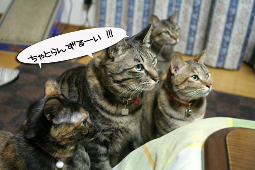 猫の日だから・・・?_d0355333_16401851.jpg