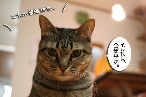 リクエストに答えて★あすかちゃん特集_d0355333_16402026.jpg
