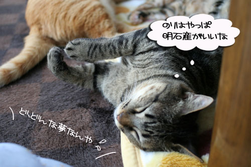寝子は寝ててもネタになるね?_d0355333_16405319.jpg