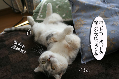 寝子は寝ててもネタになるね?_d0355333_16405411.jpg