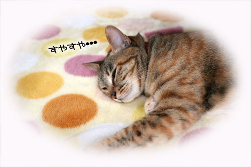 寝子は寝ててもネタになるね?_d0355333_16405528.jpg