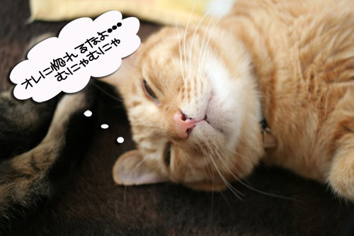 寝子は寝ててもネタになるね?_d0355333_16405588.jpg