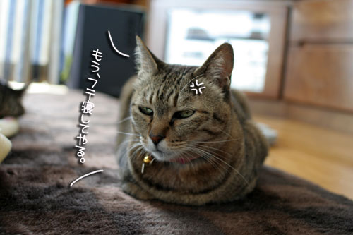 寝子は寝ててもネタになるね?_d0355333_16405665.jpg