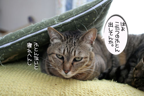 寝子は寝ててもネタになるね?_d0355333_16405743.jpg