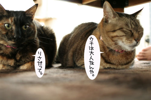 休戦協定締結?_d0355333_16410056.jpg