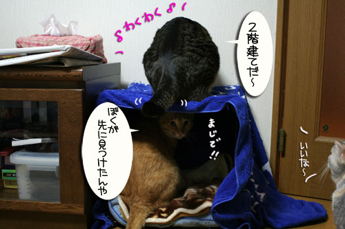 猫マンション(屋上つき)★追記あり_d0355333_16410413.jpg