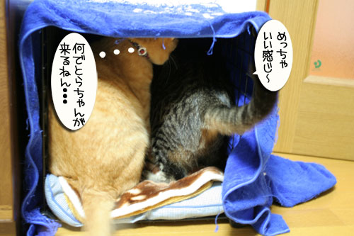猫マンション(屋上つき)★追記あり_d0355333_16410442.jpg