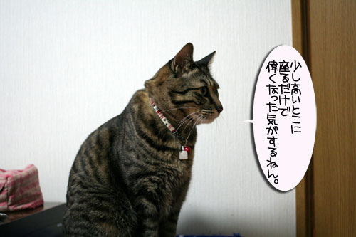猫マンション(屋上つき)★追記あり_d0355333_16410530.jpg