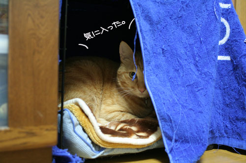 猫マンション(屋上つき)★追記あり_d0355333_16410614.jpg