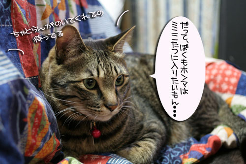 猫マンション(屋上つき)★追記あり_d0355333_16410635.jpg
