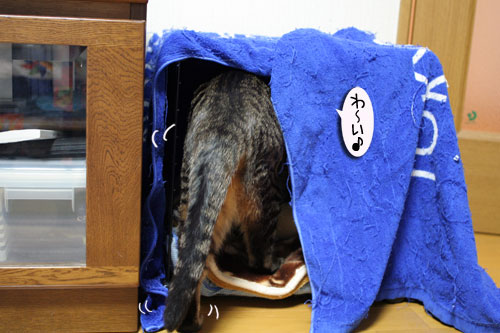 猫マンション(屋上つき)★追記あり_d0355333_16410672.jpg
