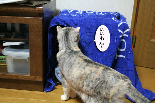 猫マンション(屋上つき)★追記あり_d0355333_16410717.jpg