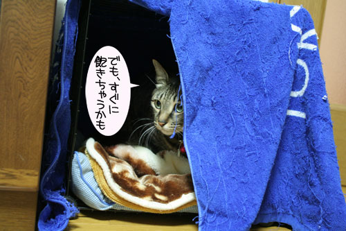 猫マンション(屋上つき)★追記あり_d0355333_16410732.jpg
