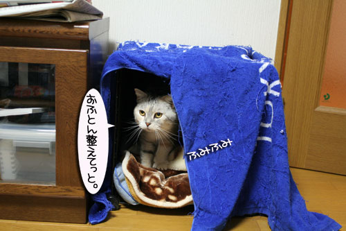 猫マンション(屋上つき)★追記あり_d0355333_16410856.jpg