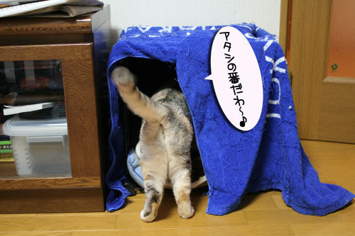 猫マンション(屋上つき)★追記あり_d0355333_16410860.jpg