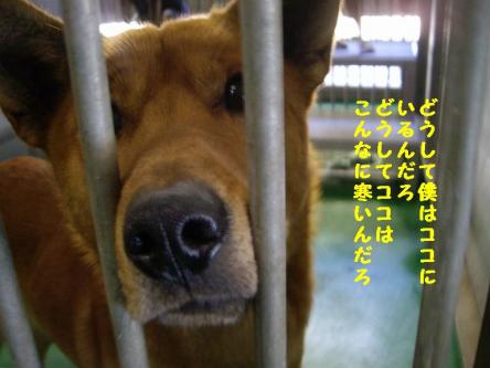 猫マンション(屋上つき)★追記あり_d0355333_16411126.jpg