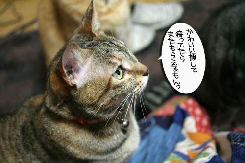 おねだり上手_d0355333_16411610.jpg