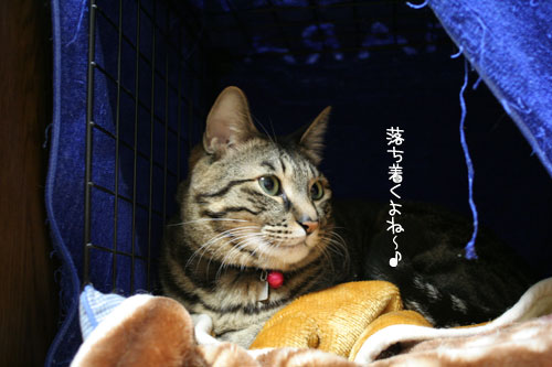 ミニこたつ、その後_d0355333_16411836.jpg