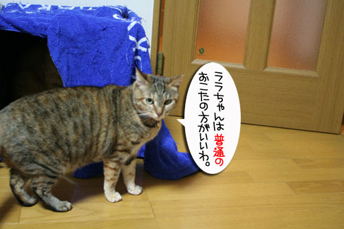 ミニこたつ、その後_d0355333_16411856.jpg