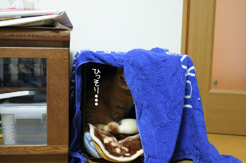 ミニこたつ、その後_d0355333_16411906.jpg