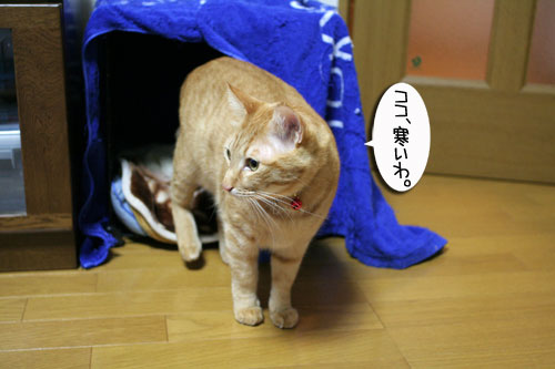ミニこたつ、その後_d0355333_16411949.jpg