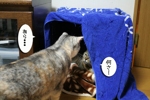 ミニこたつ、その後_d0355333_16412051.jpg