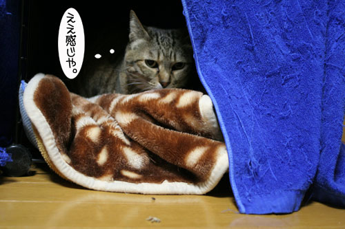 ミニこたつ、その後_d0355333_16412085.jpg