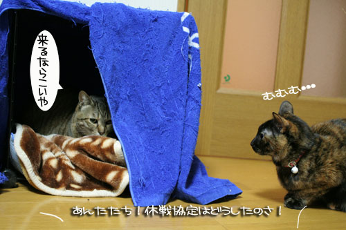 ミニこたつ、その後_d0355333_16412100.jpg