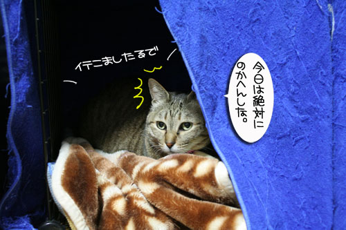 ミニこたつ、その後_d0355333_16412169.jpg