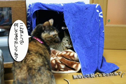ミニこたつ、その後_d0355333_16412254.jpg