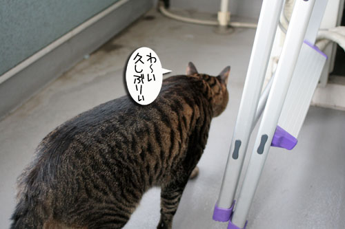 脱走対策ベランダ_d0355333_16412497.jpg