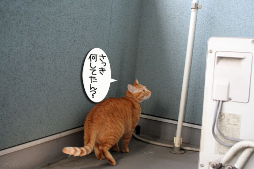 脱走対策ベランダ_d0355333_16412552.jpg