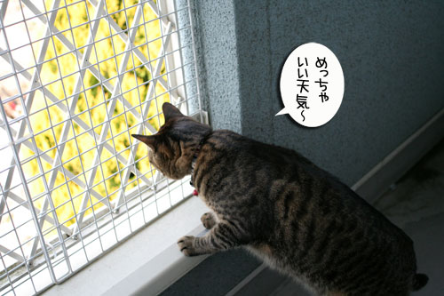 脱走対策ベランダ_d0355333_16412571.jpg