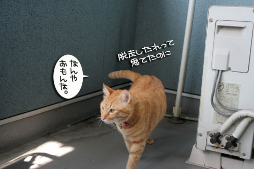 脱走対策ベランダ_d0355333_16412647.jpg