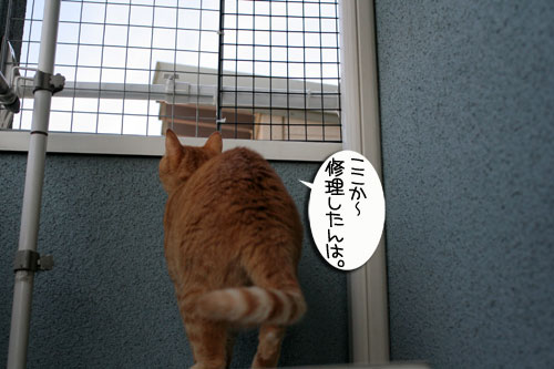 脱走対策ベランダ_d0355333_16412747.jpg