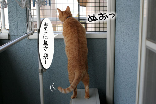 脱走対策ベランダ_d0355333_16412823.jpg
