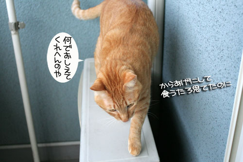 脱走対策ベランダ_d0355333_16412847.jpg