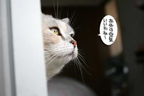 脱走対策ベランダ_d0355333_16412939.jpg