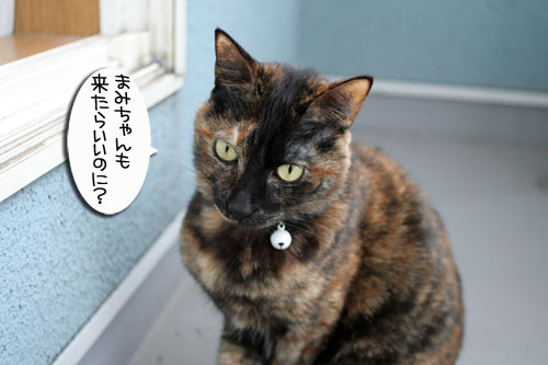 脱走対策ベランダ_d0355333_16412957.jpg