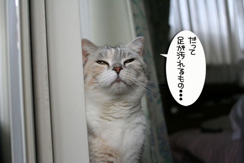 脱走対策ベランダ_d0355333_16413084.jpg
