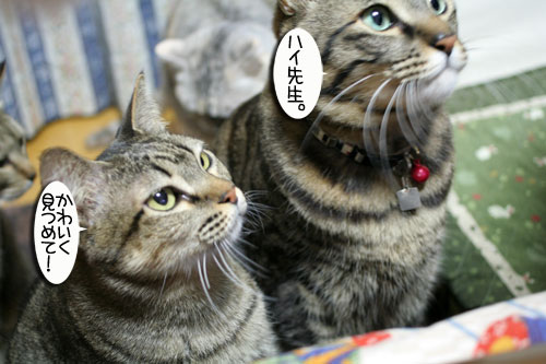 関西名物粉モンパーティ_d0355333_16413336.jpg