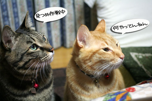 関西名物粉モンパーティ_d0355333_16413394.jpg